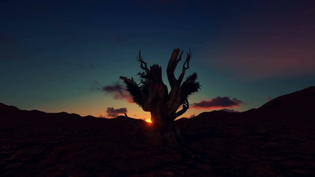 Solitary dead tree in desert against beautiful timelapse sunrise, panning, 4K