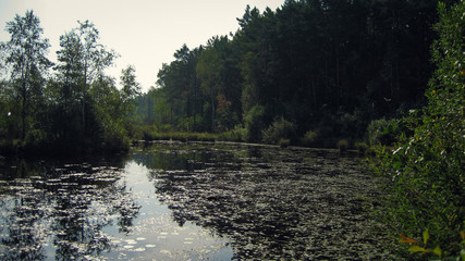Swamp