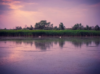 Swans on the estuary