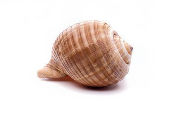 Sea natural shell, original pattern of marine life.