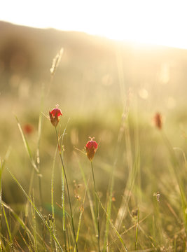 heller Sonnenuntergang mit blumenwiese und roten blumen im vordergrund