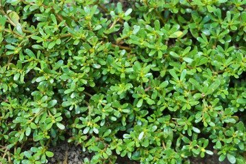 Green Ukrainian plants weaving on the ground, grass.