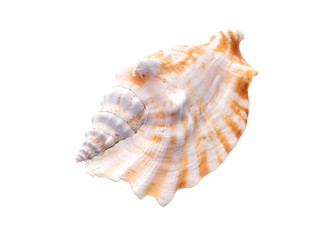 Obraz premium Sea natural shell, original pattern of marine life.