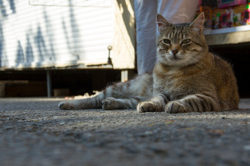 portrait of a cat on the city street