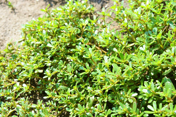Green Ukrainian plants weaving on the ground, grass.