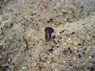 Sea shellfish