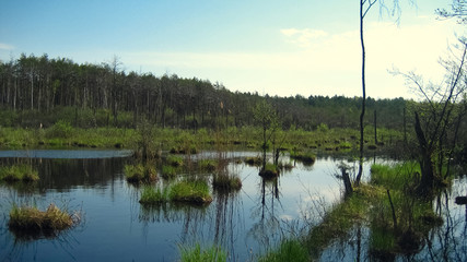 Swamp