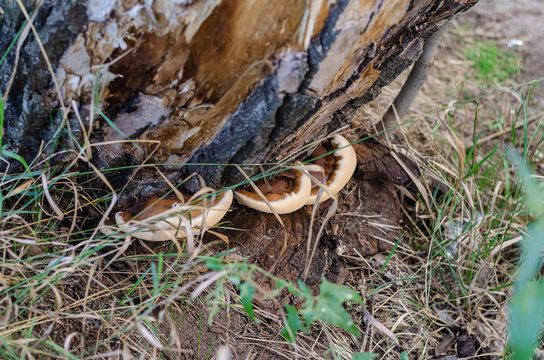 The family of fungi is a parasitic tinder fungus (Phellinus ignarius) on a poplar stump. Eye level shooting.