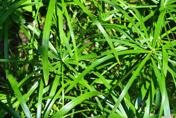 Bright saturated green leaves of the home cyperus flower, crossed by a network of linear leaves. Perennial herbaceous plant of the sedge family with thin green leaves, cyperus microcristatus, cyperus 