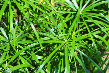 Bright saturated green leaves of the home cyperus flower, crossed by a network of linear leaves. Perennial herbaceous plant of the sedge family with thin green leaves, cyperus microcristatus, cyperus 