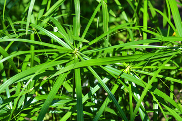 Bright saturated green leaves of the home cyperus flower, crossed by a network of linear leaves. Perennial herbaceous plant of the sedge family with thin green leaves, cyperus microcristatus, cyperus 