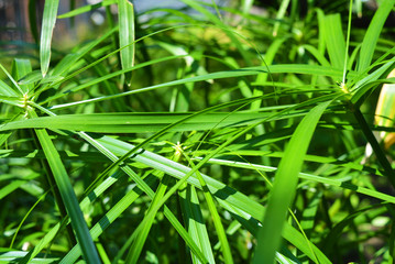 Bright saturated green leaves of the home cyperus flower, crossed by a network of linear leaves. Perennial herbaceous plant of the sedge family with thin green leaves, cyperus microcristatus, cyperus 