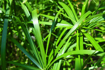 Bright saturated green leaves of the home cyperus flower, crossed by a network of linear leaves. Perennial herbaceous plant of the sedge family with thin green leaves, cyperus microcristatus, cyperus 