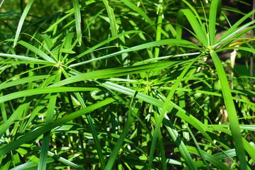 Bright saturated green leaves of the home cyperus flower, crossed by a network of linear leaves. Perennial herbaceous plant of the sedge family with thin green leaves, cyperus microcristatus, cyperus 