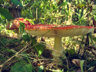 Amanita muscaria