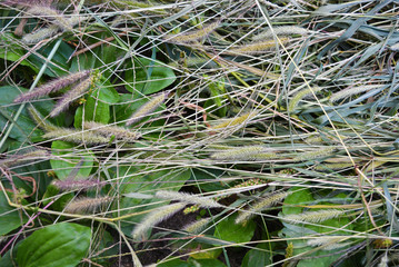 Green dried dry green grass, setaria, foxtail or bristle grasses. An unusual chaotic background of seeds and long leaves and a stem of herbs and weeds.