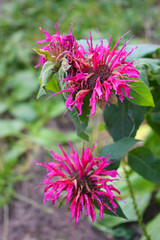 Bright purple flowers, fuchsia chervona root on a background of green leaves, monarda.