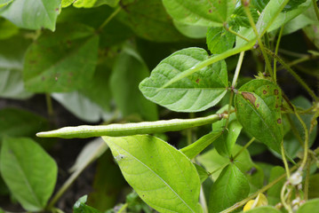 Fototapeta na wymiar Bright and juicy green leaves of mung bean seeds, green gram, maash, moong.