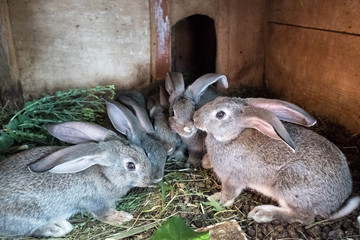Little bunny in a cage. Rabbit rearing.