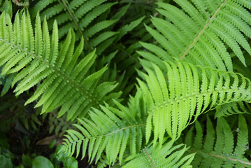 Fototapeta na wymiar Bright and colorful green long fern leaves with an original structure and flowers, vascular plants, disambiguation.