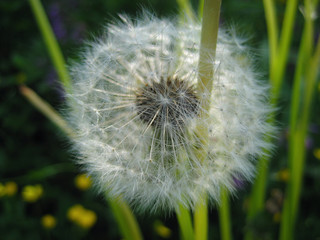 Dandelion (Taraxacum)