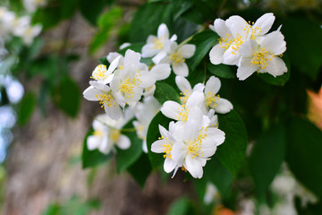 garden jasmine flowers close up