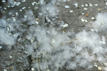 white poplar fluff lies on the ground