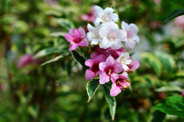 Beautiful and vibrant Weigela flowers