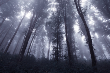 Fototapeta premium forest fog landscape, rainy weather in forest