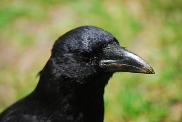カラス