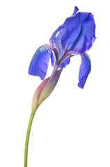 bloom of dark blue iris isolated on white