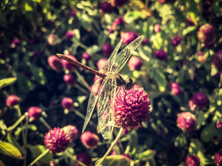 Dragonfly sitting on a clover