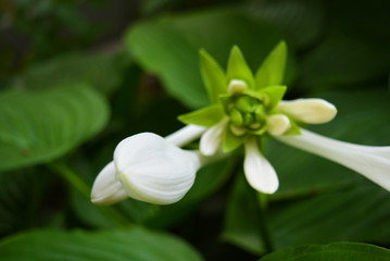 Beautiful and chic white hosta flowers with large exotic leaves and inflorescences. Green perennial herbaceous plant of the family Asparagus, hostas, plantain lilies, giboshi.