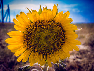 Sunflower