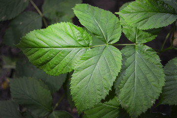 Fototapeta na wymiar Large green backlit raspberry leaves, natural background.