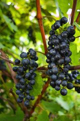 Technical black, dark blue bunch of grapes on a brown vine with large green leaves, grape, grapevine.