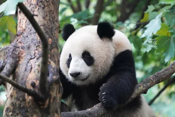  Giant panda over the tree. © xiaoliangge