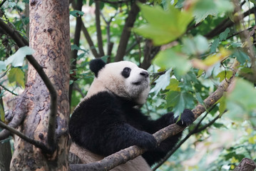 Giant panda over the tree.