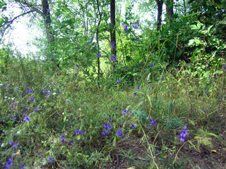 bluebells in the forest