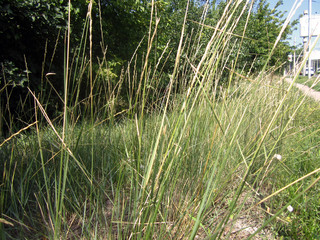 grass in the garden