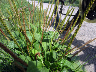 green plants in the garden