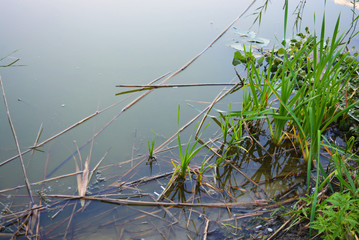 Samara river bank with bright green reeds in the water Dnipro, Ukraine.