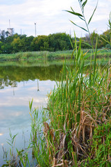 Small natural Lake Pishchevoye with green hills, unusual trees, reeds and vegetation in the area of the residential area of the North and the Samara River, the city of Dnipro, Ukraine.