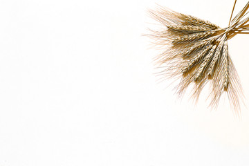 rye ears on a white background. bunch of rye ears