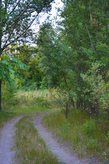 Beautiful natural nature, deciduous forest, forest belt with trees, different plants, wild grass and weeds in the evening.