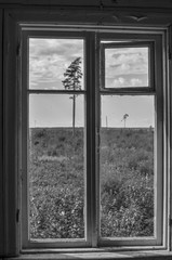 A view on a single tree in a field from the old window in abandoned house. Black and white