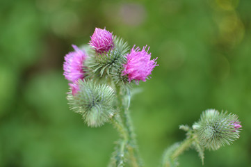 Fototapeta premium A burdock purple flower on a green background