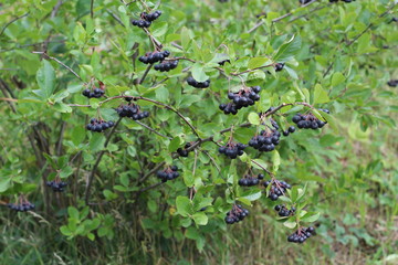 chokeberry Bush branch with dark purple fruit with green fresh leaves on the forest bright summer autumn day lit by the rays of the bright sun.