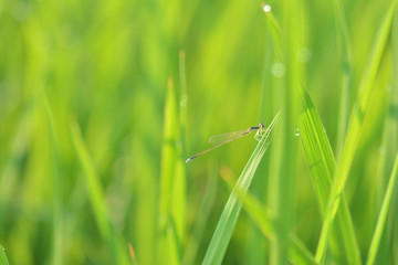夏の水田　朝露