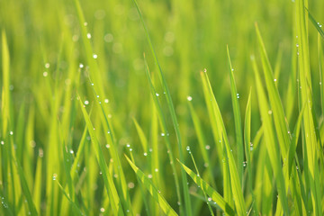 夏の水田　朝露